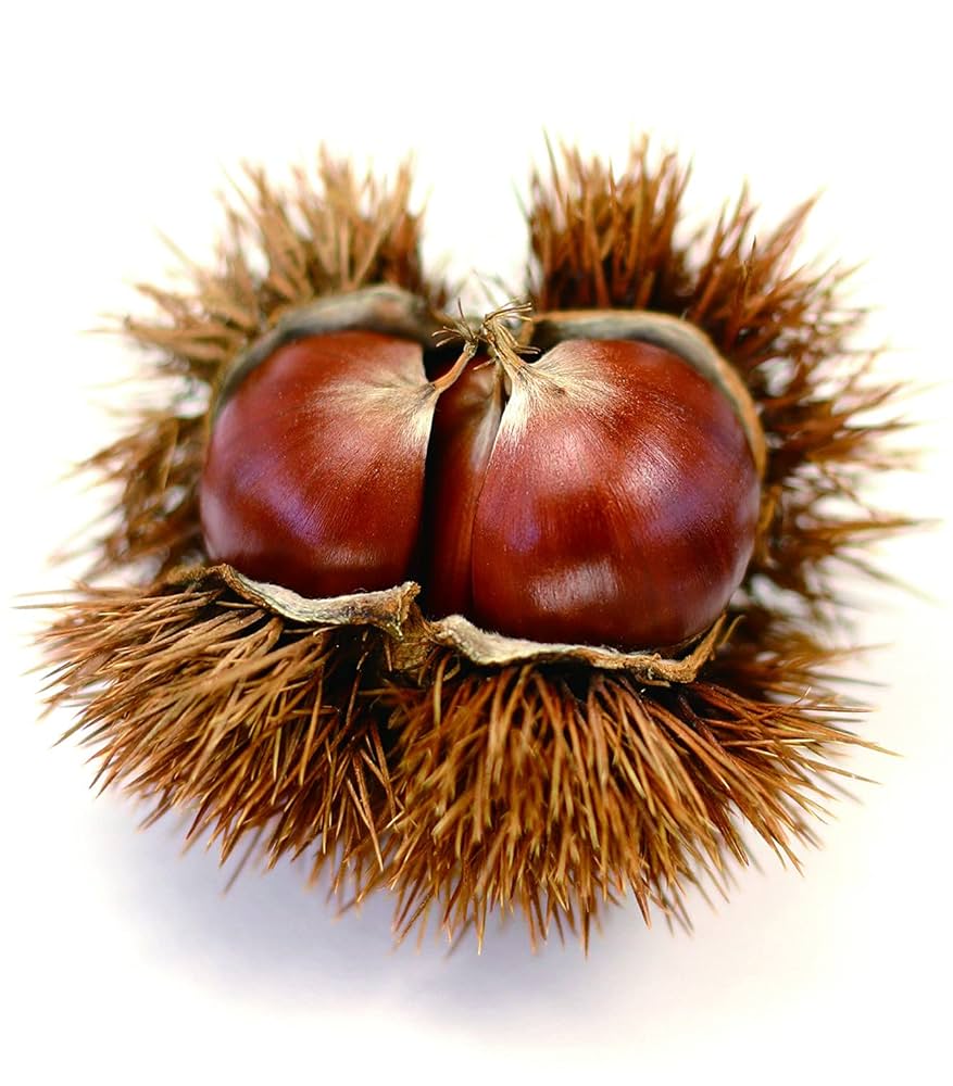 Amazon｜パール金属 便利小物 栗くり坊主 ソフトグリップ C-3809